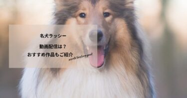 名犬ラッシー(2005)の動画配信や無料視聴は？あらすじやおすすめ作品、視聴する方法もご紹介